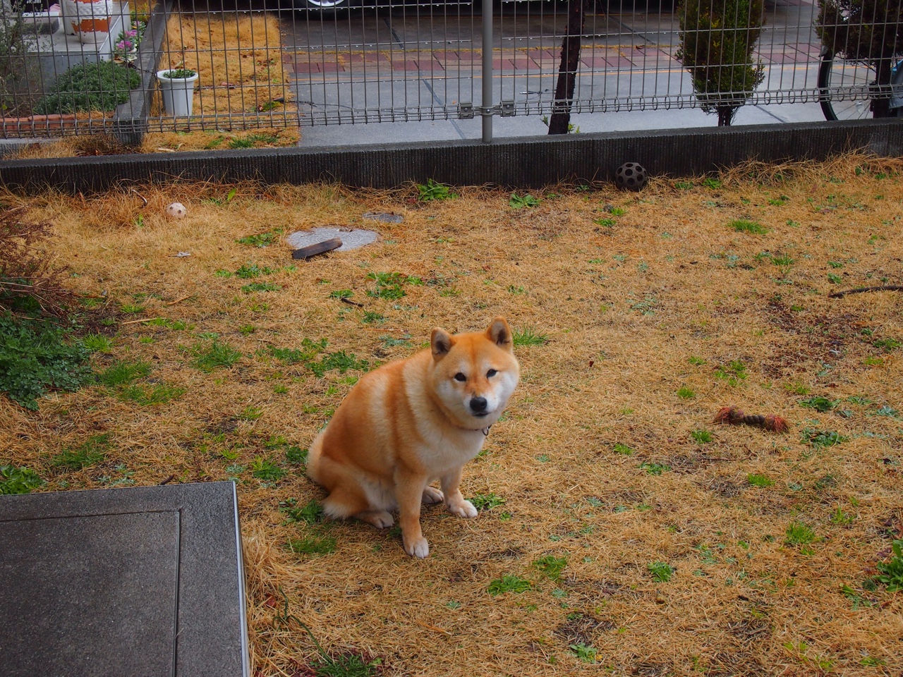 字母哥关键统治力尽显，吉林队轻取步行者展现团队篮球新高度